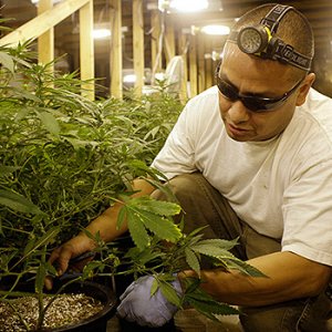 Tending To Cannabis Plants