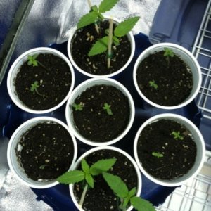 seedlings unk