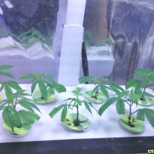 plant_growth_0301