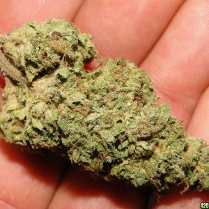 Cured_Blueberry_x_Cheese_Nugget