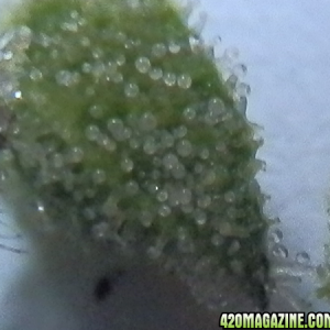 cloudy trichomes ripe