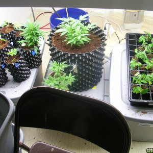 Seedlings and clones