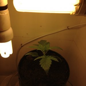 FIRST PLANT