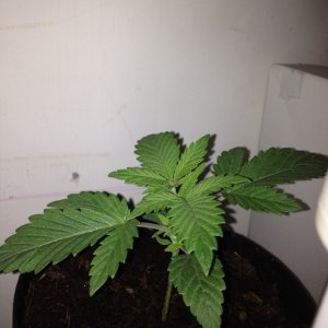 FIRST PLANT