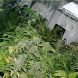 Grow Room