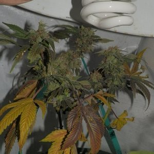 85 watt cfl grow in 3 gallon bucket