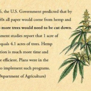 Cannabis Facts