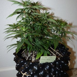 Day 9 Flower