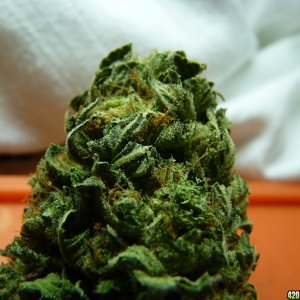 Jack Herer