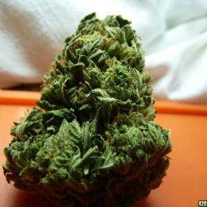 Jack Herer