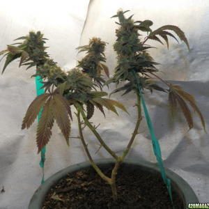 Here's the plant showing strange symptoms