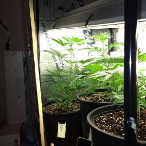 AF Grow