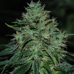 Superbud5