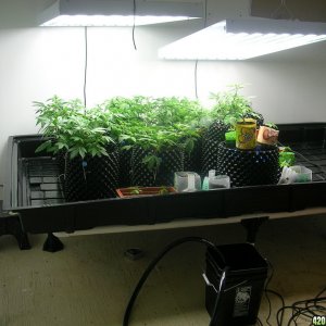 Clones on there new home