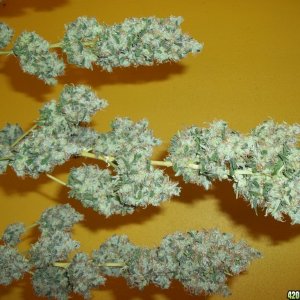 More Blue Mystic buds