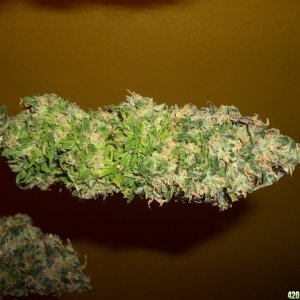 Bubblelicious bud