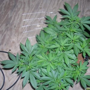 OG Clone before