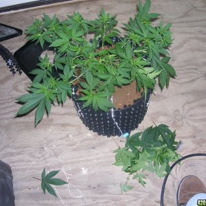 OG Kush Clone after some training