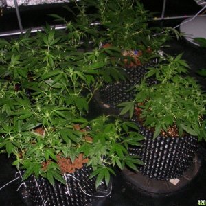 Flowering plants with the HPS off