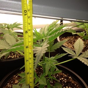 Bio Diesel 2 - 9" @ 3 weeks