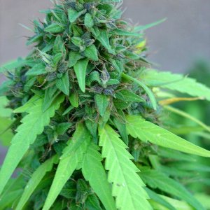 Outside_Bud_Oct_18_6_fix