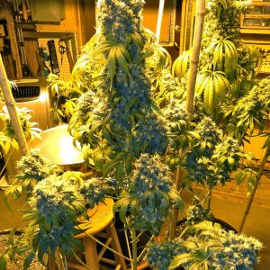 Indoor_G_D_P_x_AK-47_Day_57_of_Flowering