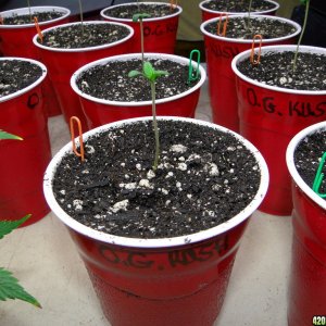 G_D_P_x_O_G_Kush_Seedling