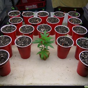 Various_Strains_of_Seedlings