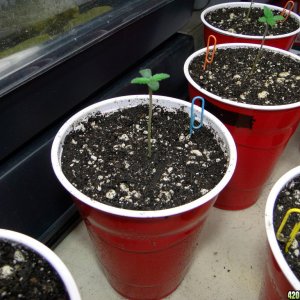 G_D_P_x_Bubba_Kush_Seedling