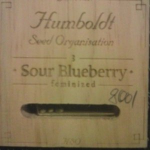 Sour Blueberry