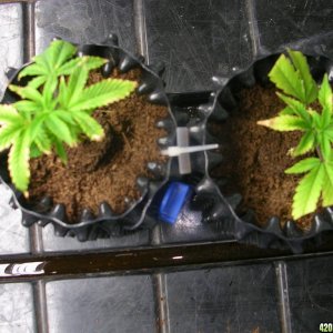 OG Kush Clones that are krispy