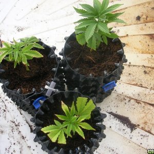 og kush clones