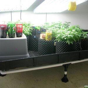 Random veg room pic