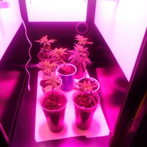 First Superlocker Procyon 100 Grow