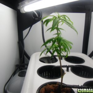 First Superlocker Procyon 100 Grow