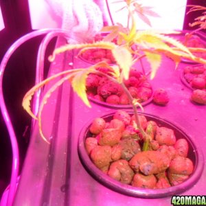 First Superlocker Procyon 100 Grow