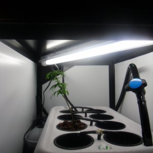 First Superlocker Procyon 100 Grow