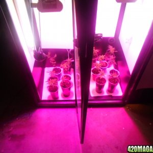 First Superlocker Procyon 100 Grow