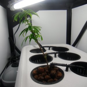 First Superlocker Procyon 100 Grow