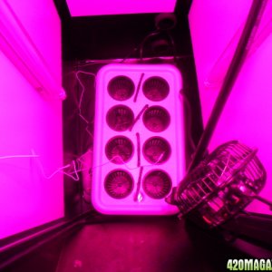 First Superlocker Procyon 100 Grow