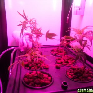 First Superlocker Procyon 100 Grow