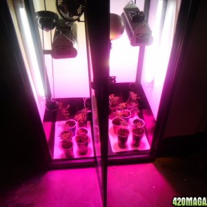 First Superlocker Procyon 100 Grow