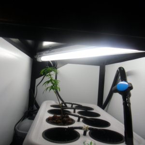 First Superlocker Procyon 100 Grow