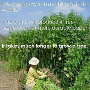 Cannabis Facts