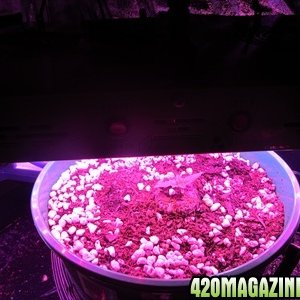 300 watt LED - bucket hempy