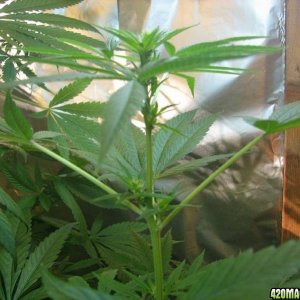 2008 Grow - 07122008