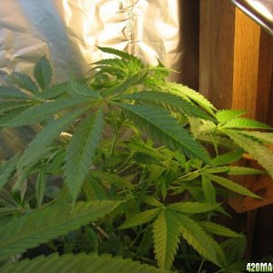 2008 Grow - 07122008