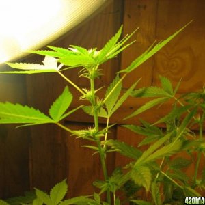 2008 Grow - 07122008