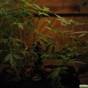 2008 Grow - 07122008