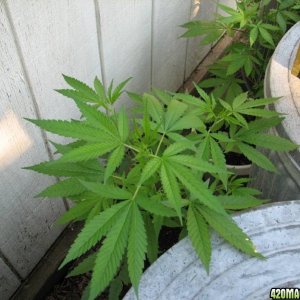 2008 Grow - 07122008